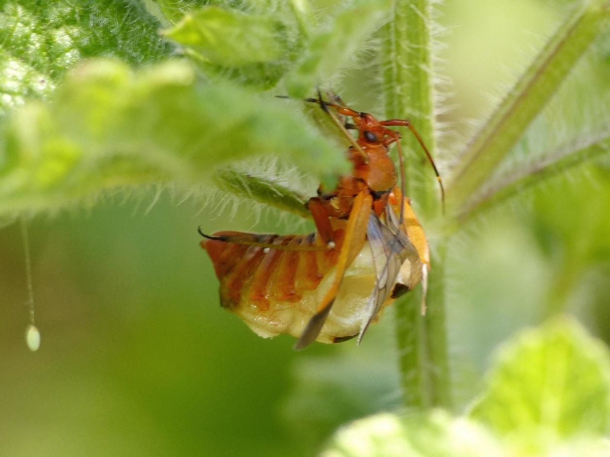 Miridae (Calocoris nemoralis) parassitato da larva